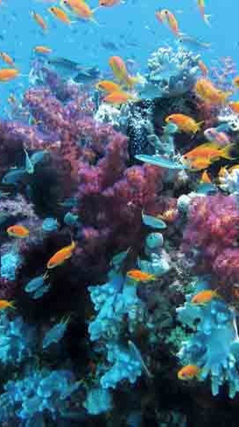 Sistema de coral brasileiro é um dos maiores do planeta