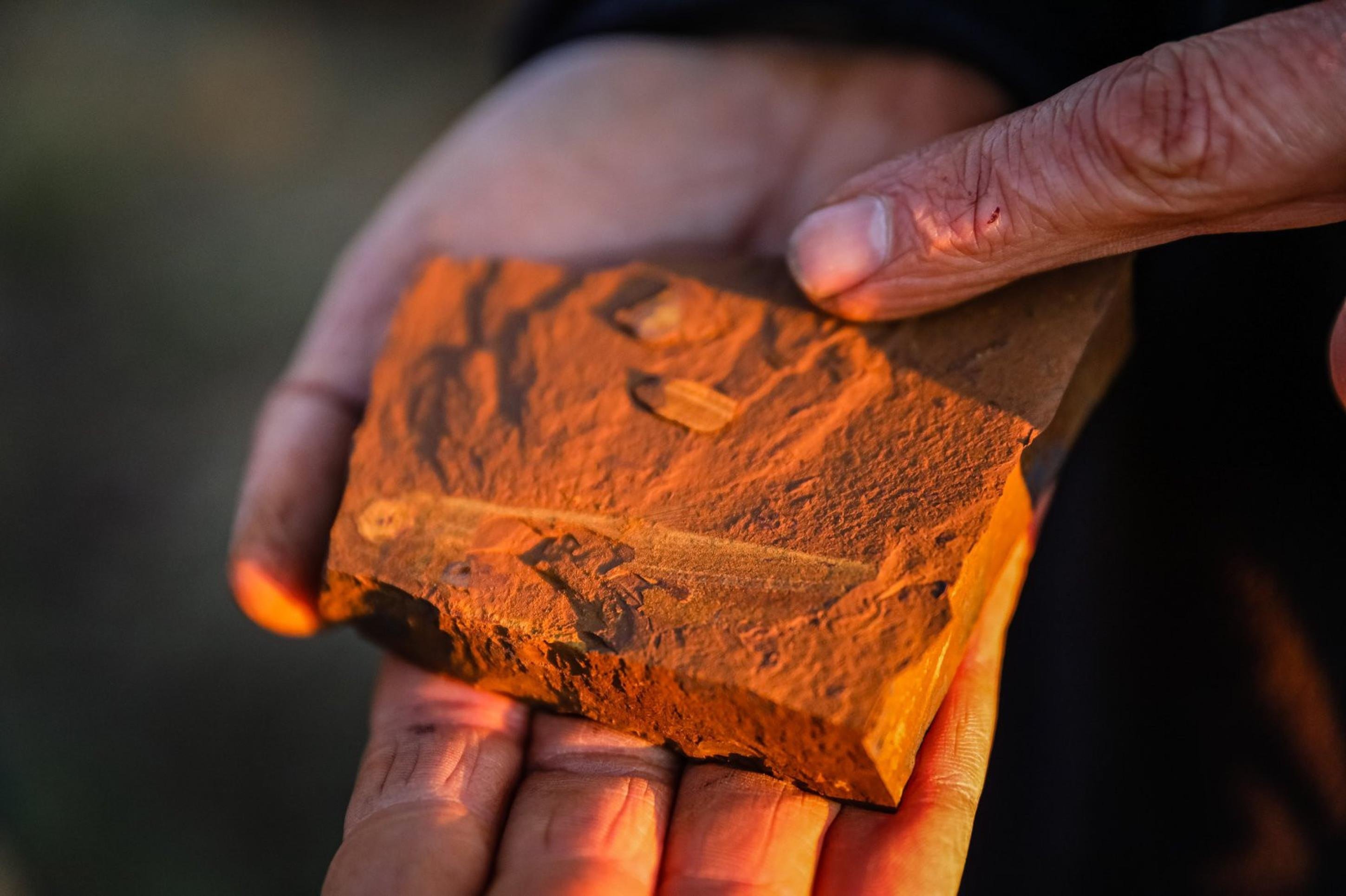 Fóssil de peixe de 15 milhões de anos é encontrado na Austrália