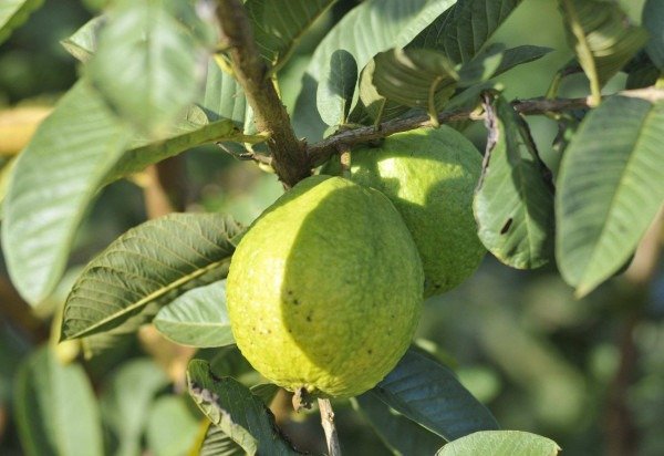 Minervino Júnior/CB/D.A.Press