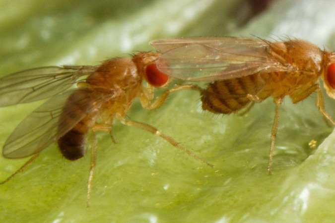 A surpreendente razão que leva a mosca-das-frutas a beber álcool - (crédito: BBC Geral) A surpreendente razão que leva a mosca-das-frutas a beber álcool - (crédito: BBC Geral)