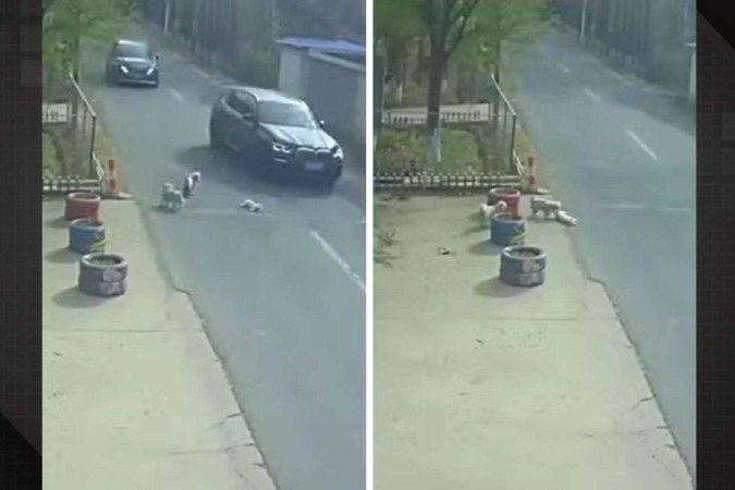 Vira-latas salvam cachorro atropelado e dono os adota - (crédito: Reprodução/Tupi) Vira-latas salvam cachorro atropelado e dono os adota - (crédito: Reprodução/Tupi)