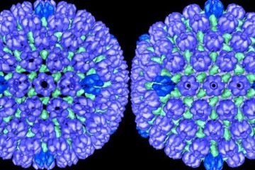 É inquestionável a eficiência do imunizante, mas os cientistas querem confirmar se os efeitos são causais e como ocorre a proteção  -  (crédito: National Institutes of Health/Divulgação)