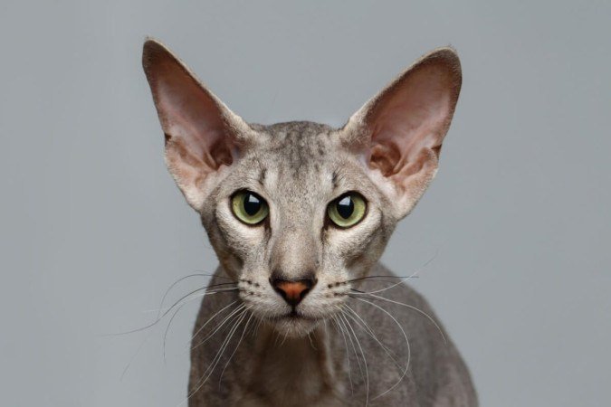 A combinação de características do gato peterbald encanta iradores (Imagem: Seregraff
| Shutterstock) - (crédito: EdiCase) A combinação de características do gato peterbald encanta iradores (Imagem: Seregraff
| Shutterstock) - (crédito: EdiCase)