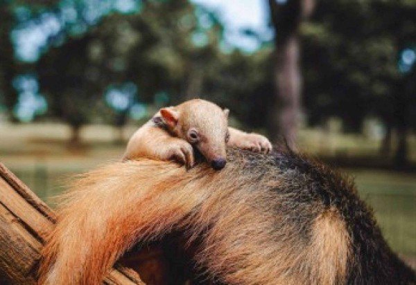 Divulgação/Zoológico de Brasília