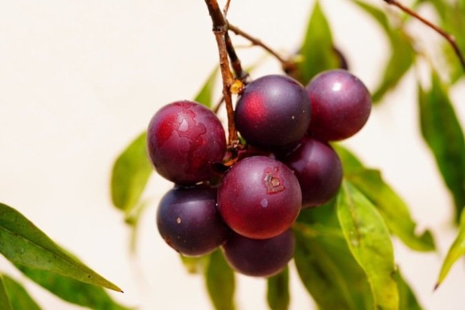 O camu-camu é uma das frutas com o teor mais alto de vitamina C (Imagem: juerginho | Shutterstock) - (crédito: EdiCase) O camu-camu é uma das frutas com o teor mais alto de vitamina C (Imagem: juerginho | Shutterstock) - (crédito: EdiCase)