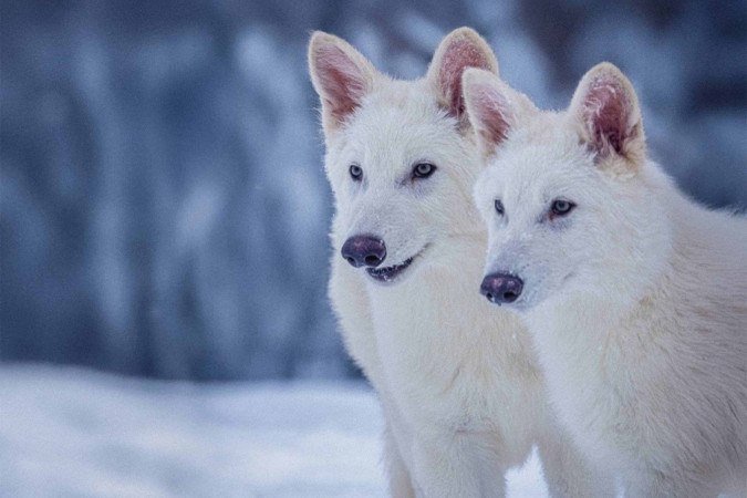 De acordo com a empresa, os primeiros exemplares da espécie renascida nasceram em outubro de 2024. São dois machos, batizados de Remus e Romulus, em referência aos irmãos fundadores de Roma - (crédito: Divulgação/Colossal Biosciences) De acordo com a empresa, os primeiros exemplares da espécie renascida nasceram em outubro de 2024. São dois machos, batizados de Remus e Romulus, em referência aos irmãos fundadores de Roma - (crédito: Divulgação/Colossal Biosciences)