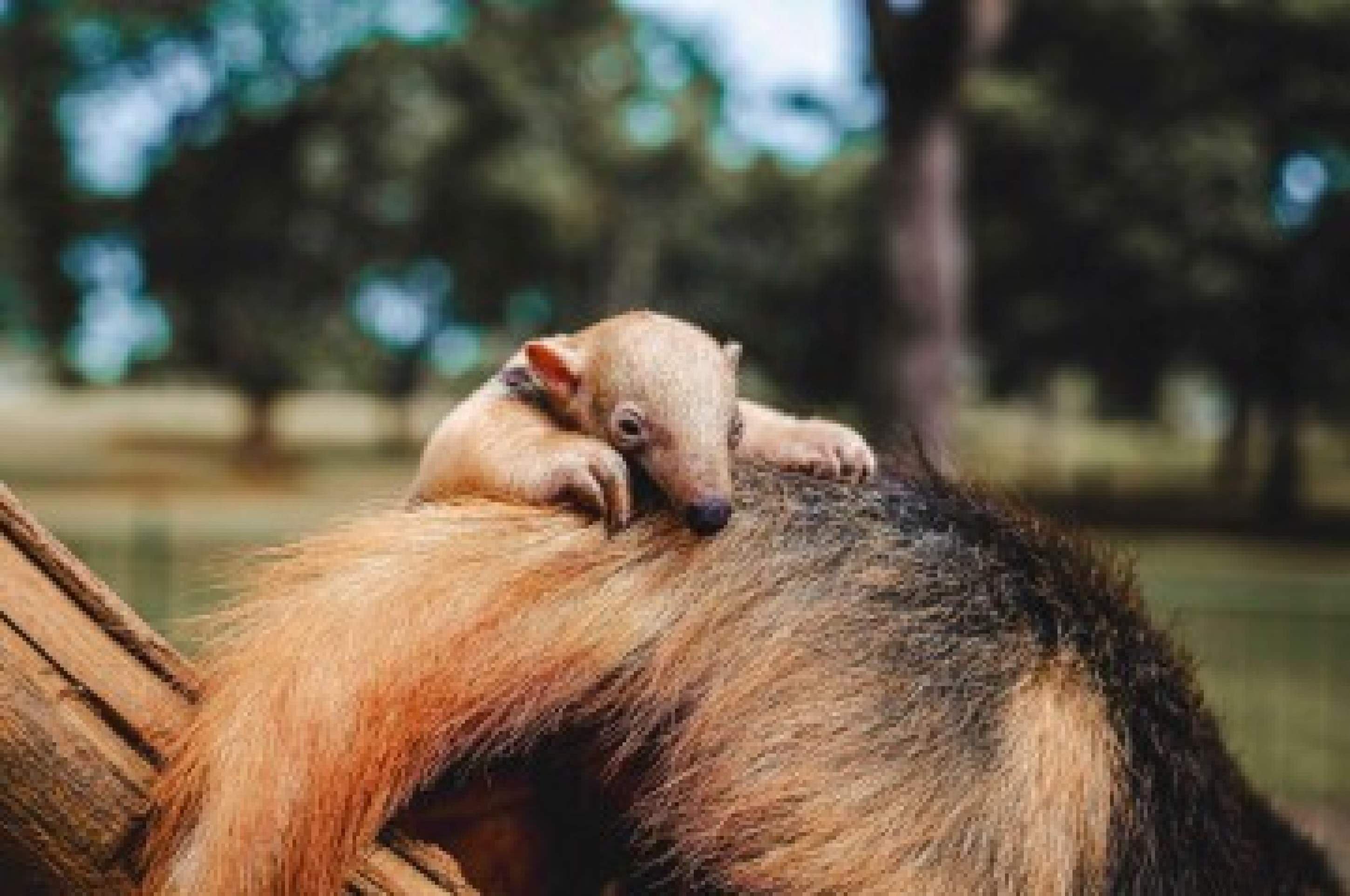 Ajude a escolher o nome da mais nova filhote do Zoológico de Brasília