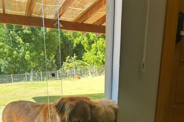 A tutora tem o cuidado com a disposição dos animais em sua casa 