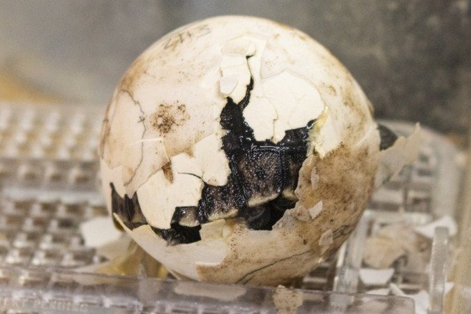 Quatro filhotes de tartarugas-das-galápagos resultaram da união - (crédito: Reprodução / Instagram ) Quatro filhotes de tartarugas-das-galápagos resultaram da união - (crédito: Reprodução / Instagram )