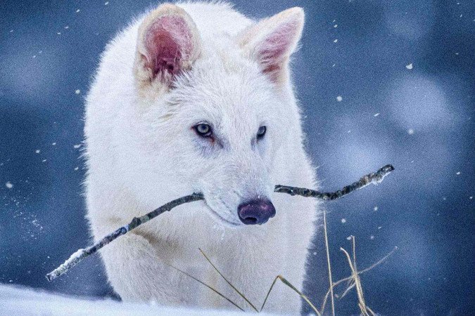 Dois dos filhotes de lobo com um mês de idade -  (crédito: Colossal Biosciences)