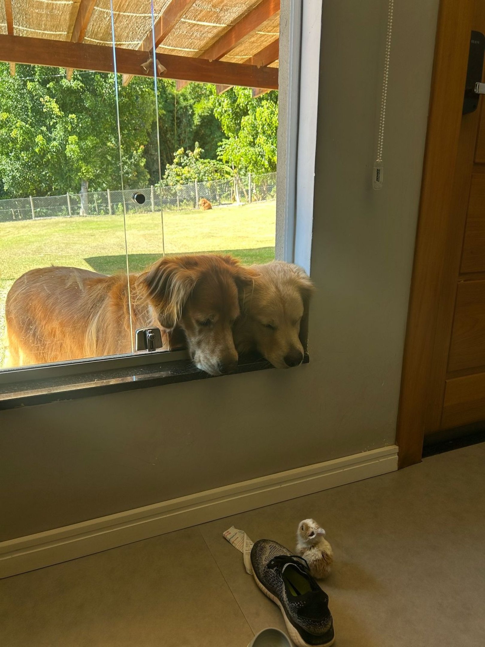 A tutora tem o cuidado com a disposição dos animais em sua casa 