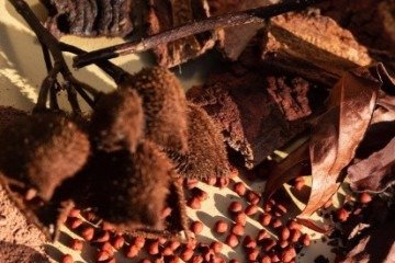 Paleta de cores inspiradas na Amazônia