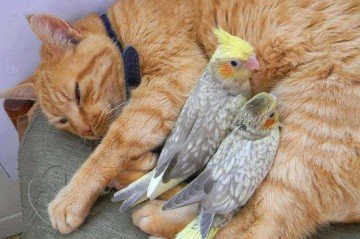 Cada espécie possui uma maneira de reagir, mas não significa que a convivência entre elas seja impossível -  (crédito: Reprodução/ Pinterest )