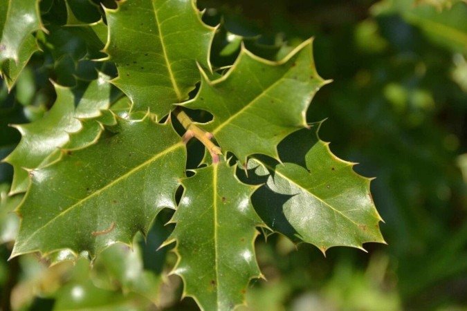 A espinheira-santa é uma planta medicinal brasileira conhecida por suas poderosas propriedades (Imagem: CELINE NAEGELEN | Shutterstock) - (crédito: EdiCase) A espinheira-santa é uma planta medicinal brasileira conhecida por suas poderosas propriedades (Imagem: CELINE NAEGELEN | Shutterstock) - (crédito: EdiCase)