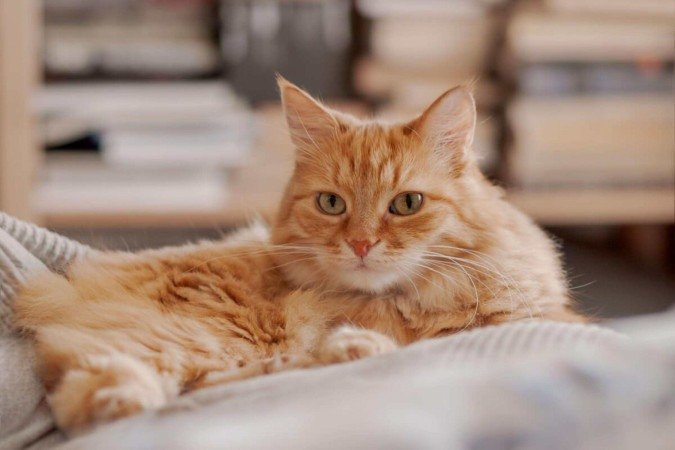 Embora seja mais comum em gatos idosos, a insuficiência renal também pode acometer animais jovens (Imagem: Konstantin Aksenov | Shutterstock) - (crédito: EdiCase) Embora seja mais comum em gatos idosos, a insuficiência renal também pode acometer animais jovens (Imagem: Konstantin Aksenov | Shutterstock) - (crédito: EdiCase)