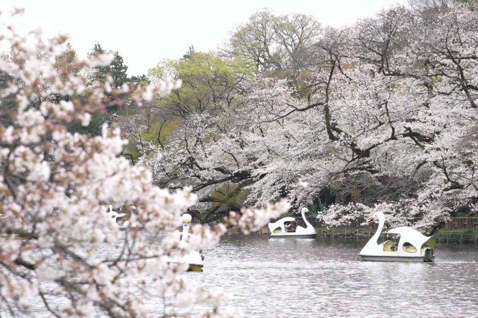 Ferramenta de IA busca preservar cerejeiras floridas no Japão
