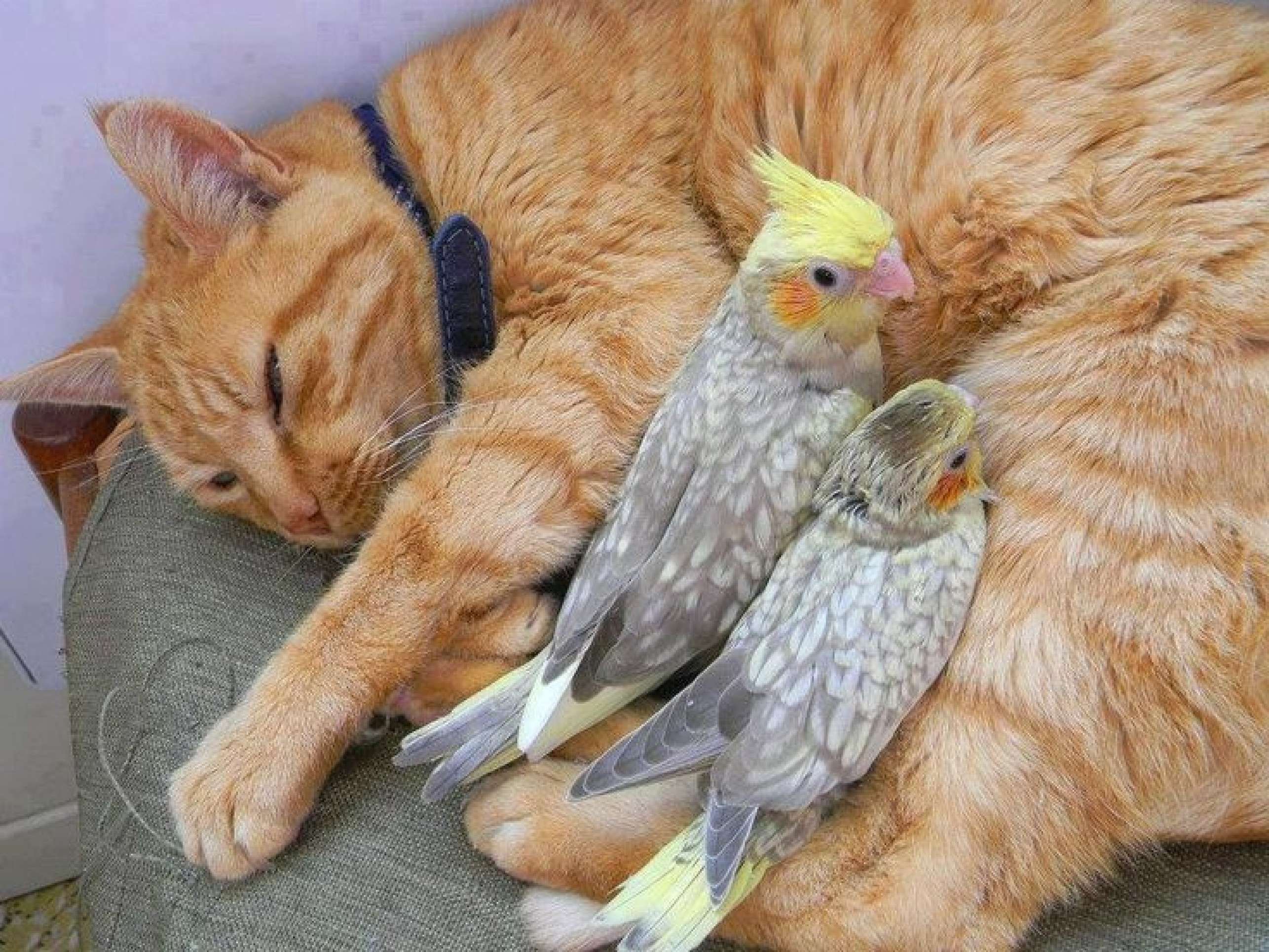  Juntos, mesmo diferentes: saiba como construir uma relação saudável entre pets