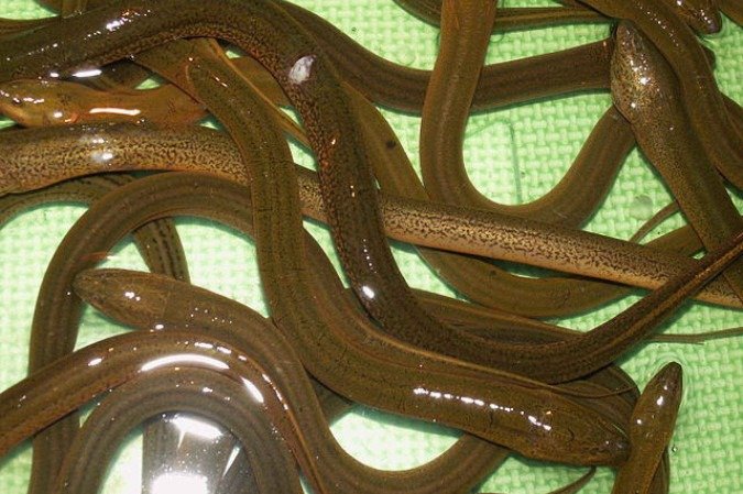 Estudos apontam a relação de condições de temperatura, luz e pH com a transição de sexo da enguia-dos-pântanos-asiática - (crédito: Creative Commons) Estudos apontam a relação de condições de temperatura, luz e pH com a transição de sexo da enguia-dos-pântanos-asiática - (crédito: Creative Commons)