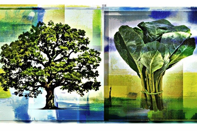 Ao discutir a lei de anistia, Rui Barbosa citou a diferença entre plantar couve e plantar carvalhos e concluiu: nós gostamos sempre de olhar a couve sem ver os carvalhos - (crédito: Maurenilson Freire) Ao discutir a lei de anistia, Rui Barbosa citou a diferença entre plantar couve e plantar carvalhos e concluiu: nós gostamos sempre de olhar a couve sem ver os carvalhos - (crédito: Maurenilson Freire)