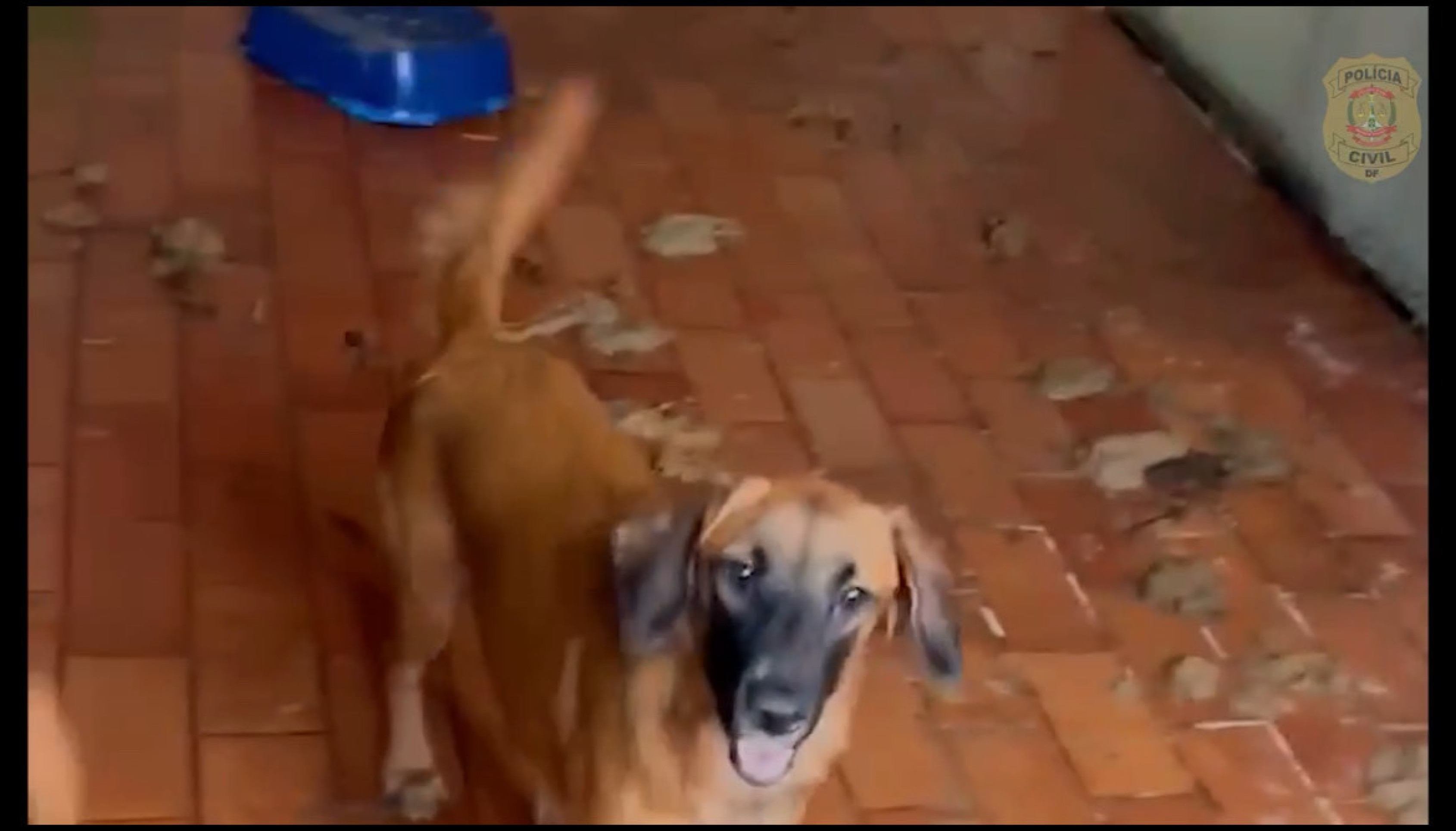 Polícia resgata cães em abrigo no Setor Habitacional Tororó