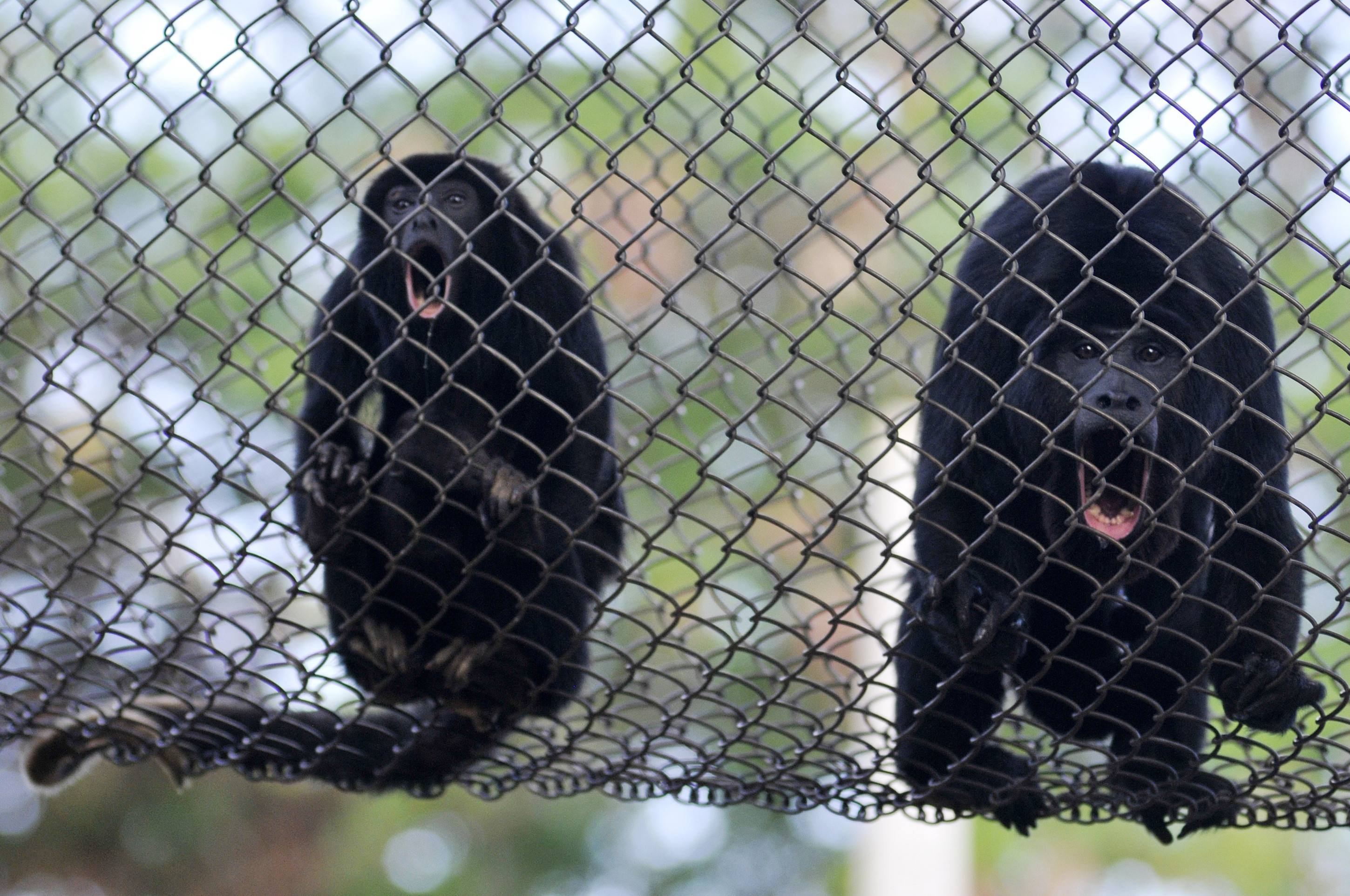  10/04/2025. Crédito: Minervino Júnior/CB/D.A Press. Brasil.  Brasilia - DF. Zoológico de Brasília. Macaco Bugio.