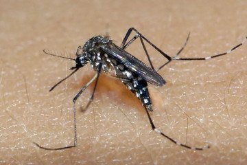 O mosquito Andes aegypti, além da dengue, também é o transmissor da zika e da chikungunya.   -  (crédito: Divulgação SES-MG)