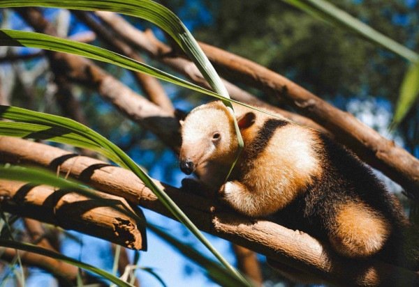 Divulgação - Zoológico de Brasília