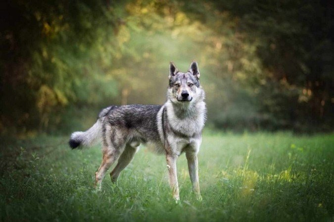 O cão lobo tchecoslovaco é reconhecido por sua versatilidade e desempenho em diversas tarefas (Imagem: Dany Store | Shutterstock) - (crédito: EdiCase) O cão lobo tchecoslovaco é reconhecido por sua versatilidade e desempenho em diversas tarefas (Imagem: Dany Store | Shutterstock) - (crédito: EdiCase)