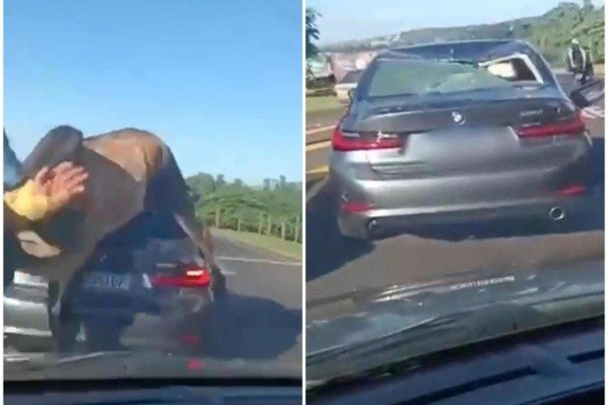 O animal tenta então pular o veículo, não consegue e caí sobre o porta-malas - (crédito: Reprodução/X/@republiqueBRA) O animal tenta então pular o veículo, não consegue e caí sobre o porta-malas - (crédito: Reprodução/X/@republiqueBRA)
