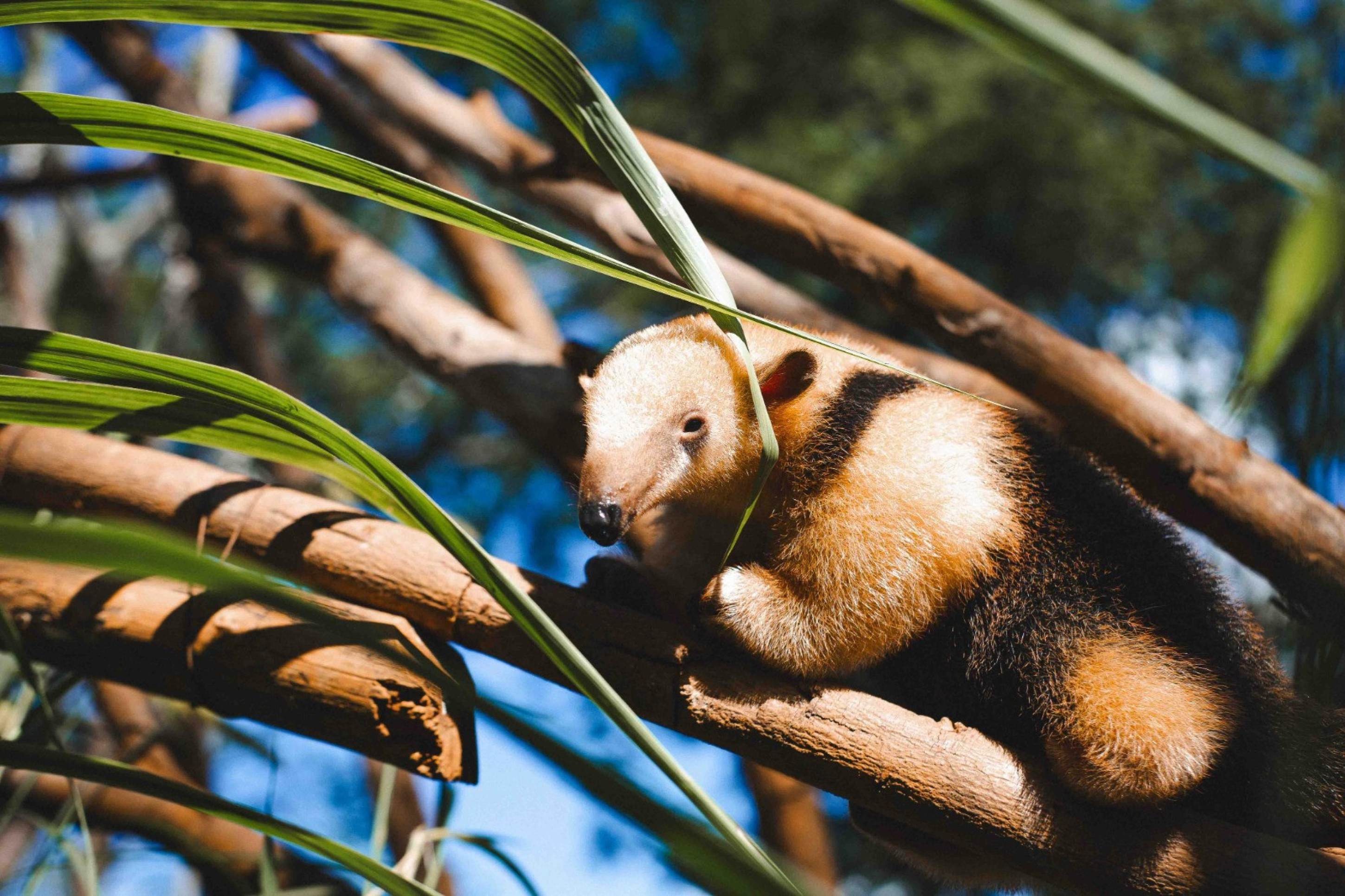 Filhote de tamanduá-mirim do Zoológico de Brasília ganha nome de Paçoca