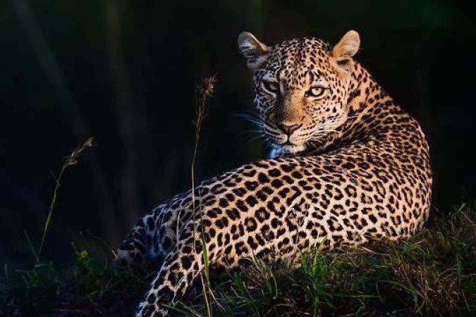 A simetria na natureza chama a atenção há séculos. - (crédito: Getty Images) A simetria na natureza chama a atenção há séculos. - (crédito: Getty Images)