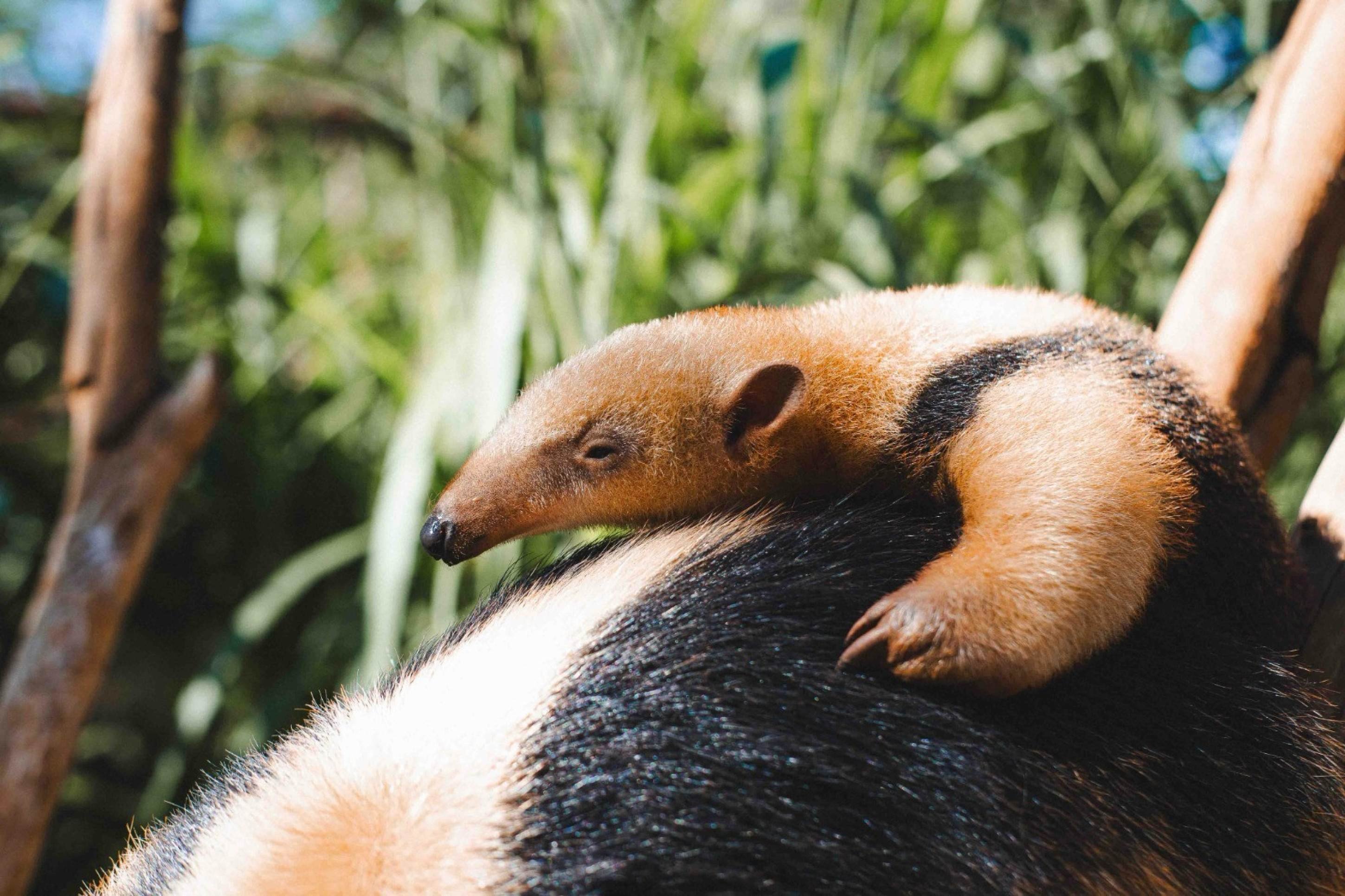 Paçoca, uma tamanduá-mirim, é a mais nova mascote do Zoológico de Brasília Paçoca, uma tamanduá-mirim, é a mais nova mascote do Zoológico de Brasília