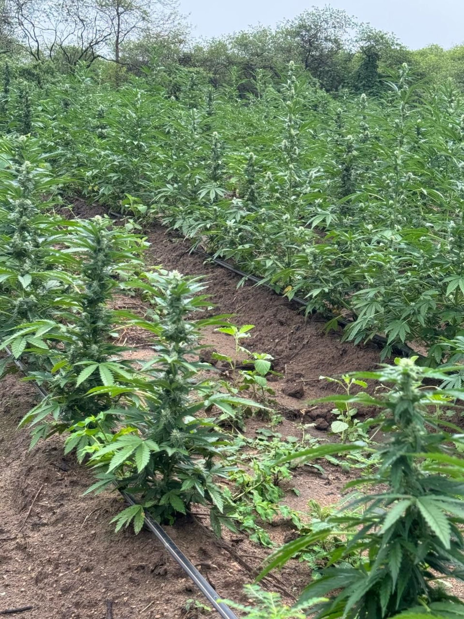 Segundo a PF, a erradicação dos plantios ilícitos de maconha contribuem significativamente para a redução da oferta de entorpecentes no mercado