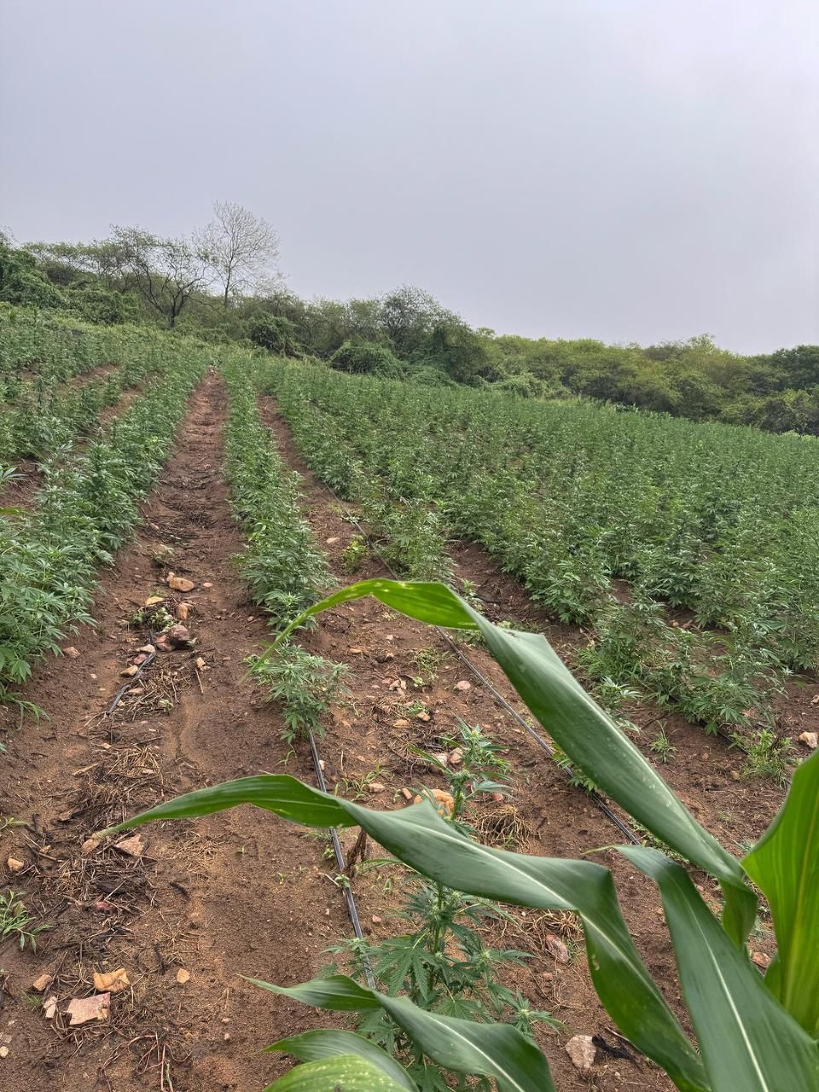 Os pés de maconha foram localizados em áreas de dificil acesso na zona rural da Paraíba
