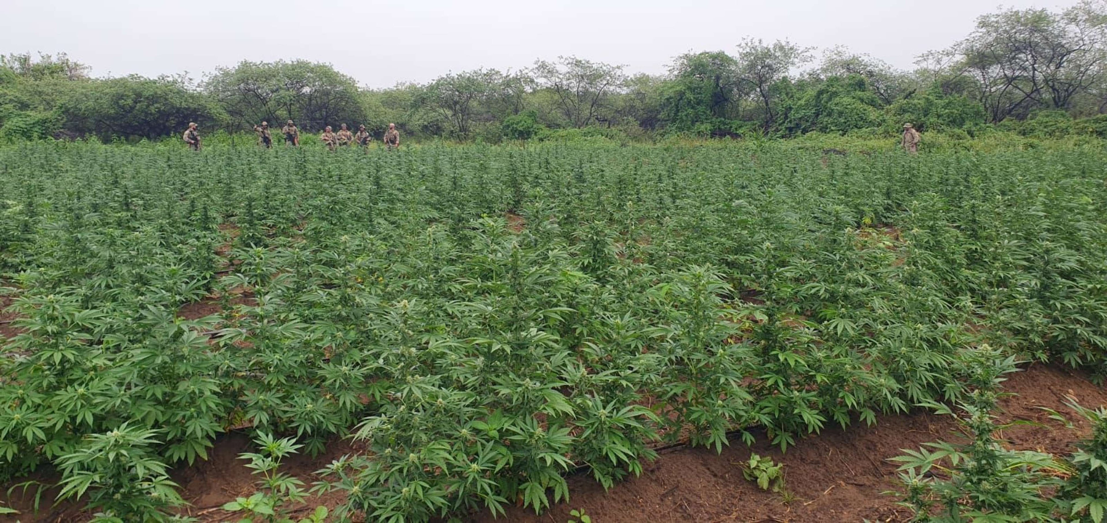 Mais de 100 mil pés de maconha foram destruídos na manhã deste sábado (12/4) em operação conjunta da PF e PMPB