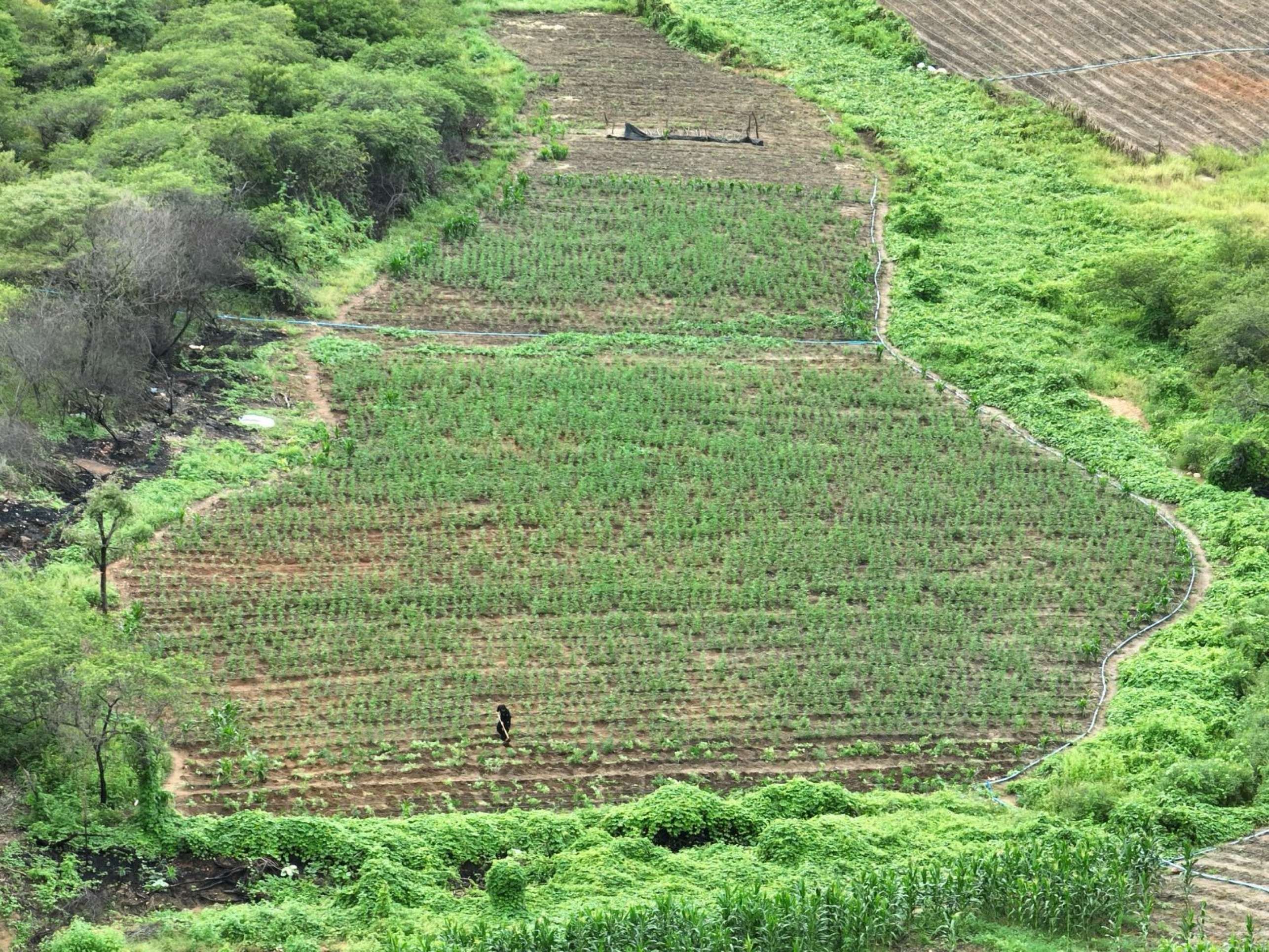 Os 100 mil pés de maconha estavam plantados em áreas de difícil acesso e foram localizados com trabalho de inteligência das forças policiais 