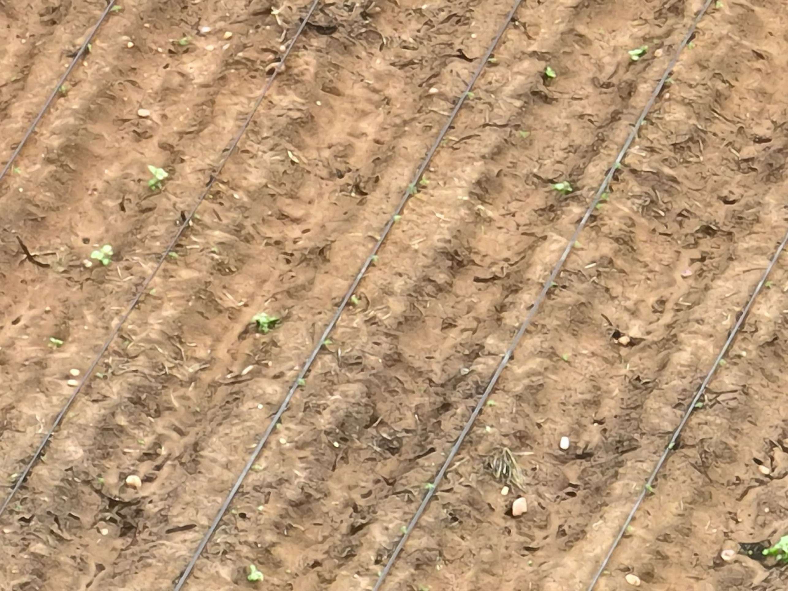 A plantação era produzida com técnicas avançadas e tinha sistema de irrigação 