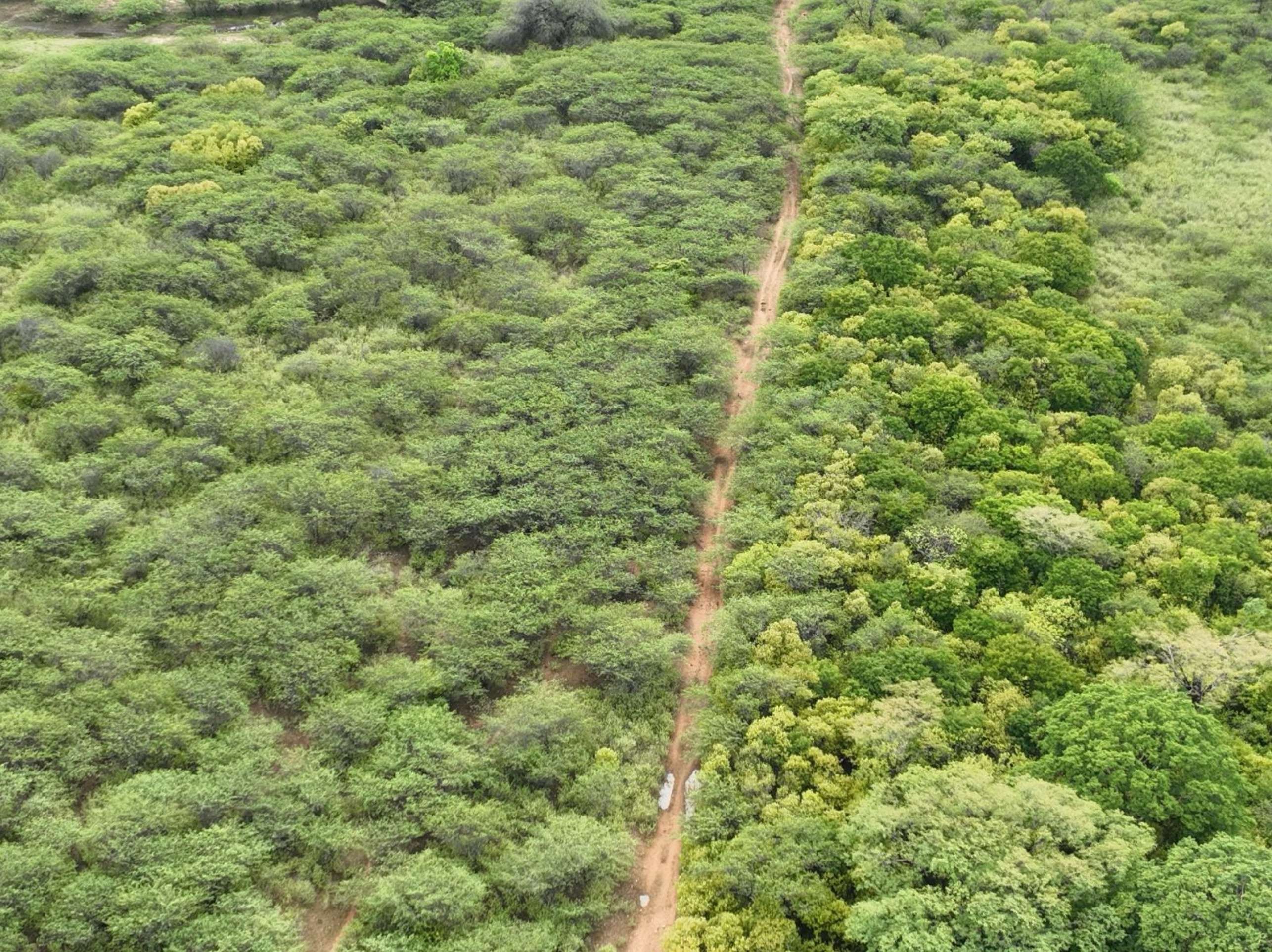 Os pés de maconha foram localizados em áreas de dificil acesso na zona rural da Paraíba