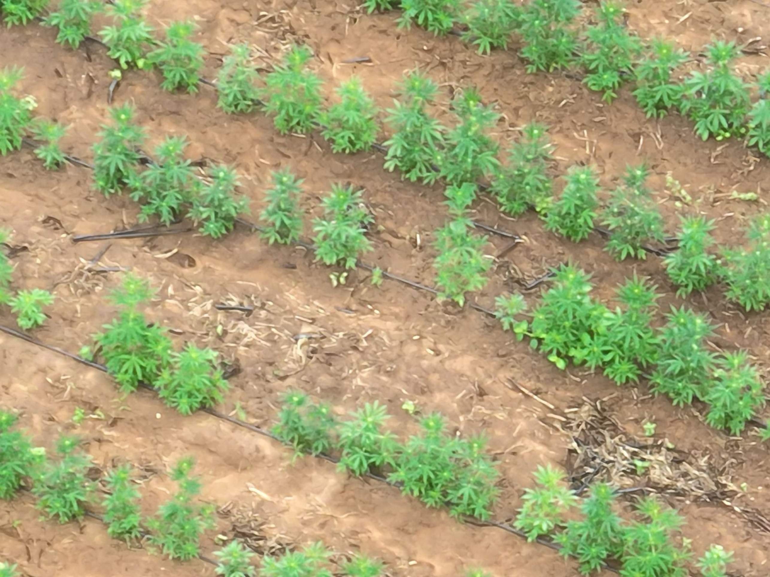 Segundo a PF, a erradicação dos plantios ilícitos de maconha contribuem significativamente para a redução da oferta de entorpecentes no mercado