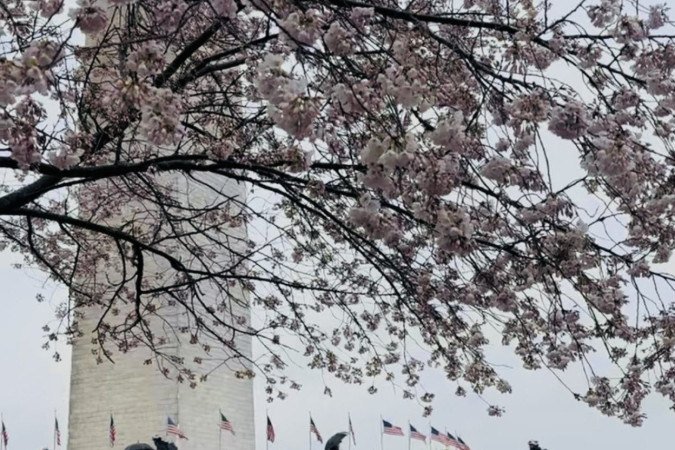 Cicloturismo pelas cerejeiras de Washington DC, um passeio inesquecível - (crédito: Uai Turismo) Cicloturismo pelas cerejeiras de Washington DC, um passeio inesquecível - (crédito: Uai Turismo)