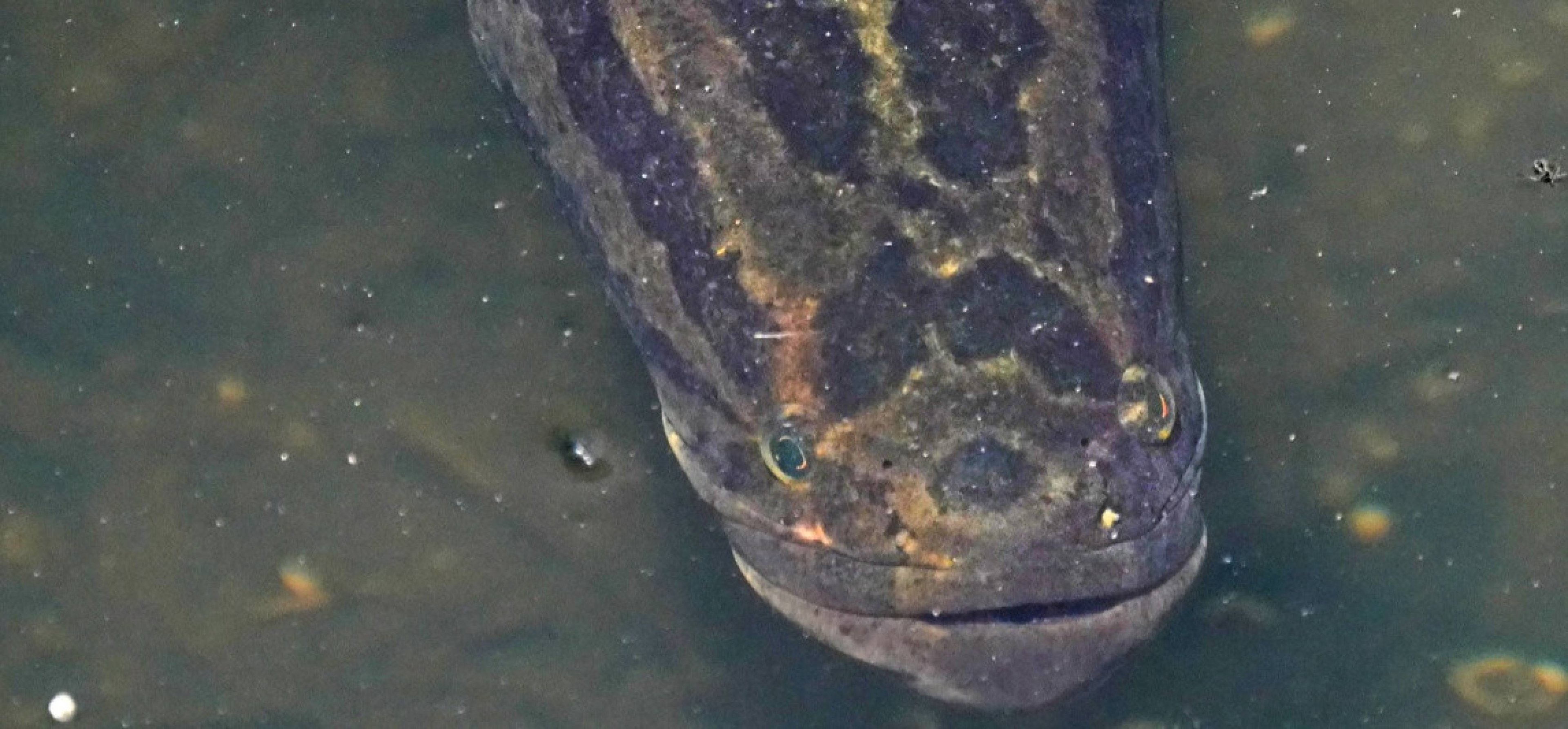 Peixe cabeça-de-cobra