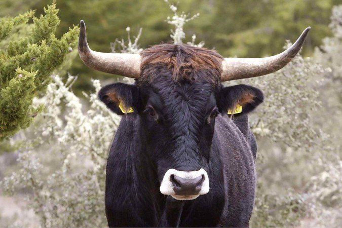 Por que Portugal está soltando bovinos e cavalos na natureza Por que Portugal está soltando bovinos e cavalos na natureza