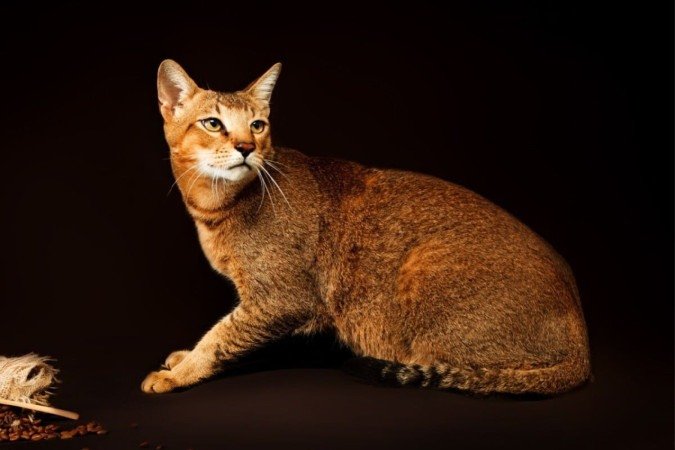 O gato chausie é ideal para tutores que desejam um felino carismático e curioso (Imagem: Tania__Wild | Shutterstock) - (crédito: EdiCase) O gato chausie é ideal para tutores que desejam um felino carismático e curioso (Imagem: Tania__Wild | Shutterstock) - (crédito: EdiCase)