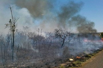 Os entes e a União deverão ainda implementar normas e instrumentos operacionais para impedir a regularização fundiária de áreas com práticas ambientais ilegais -  (crédito: José Cruz - Agência Brasil)