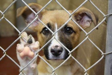 A prevenção de maus-tratos a animais começa com respeito, informação e atitude coletiva -  (crédito: Reprodução/ Pinterest )