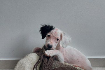 Aos poucos, Cruella foi ganhando confiança, sentindo o amor e acolhimento 
que sua família tinha a oferecer 