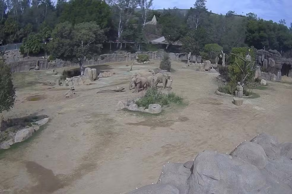 Vídeo flagra elefantes em círculo durante terremoto para proteger filhote