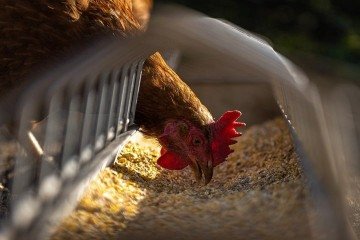 Segundo o ministério, o Serviço Veterinário brasileiro está treinado e equipado para enfrentar a doença desde a primeira década dos anos 2000 -  (crédito: Andreas Göllner/Pixabay)