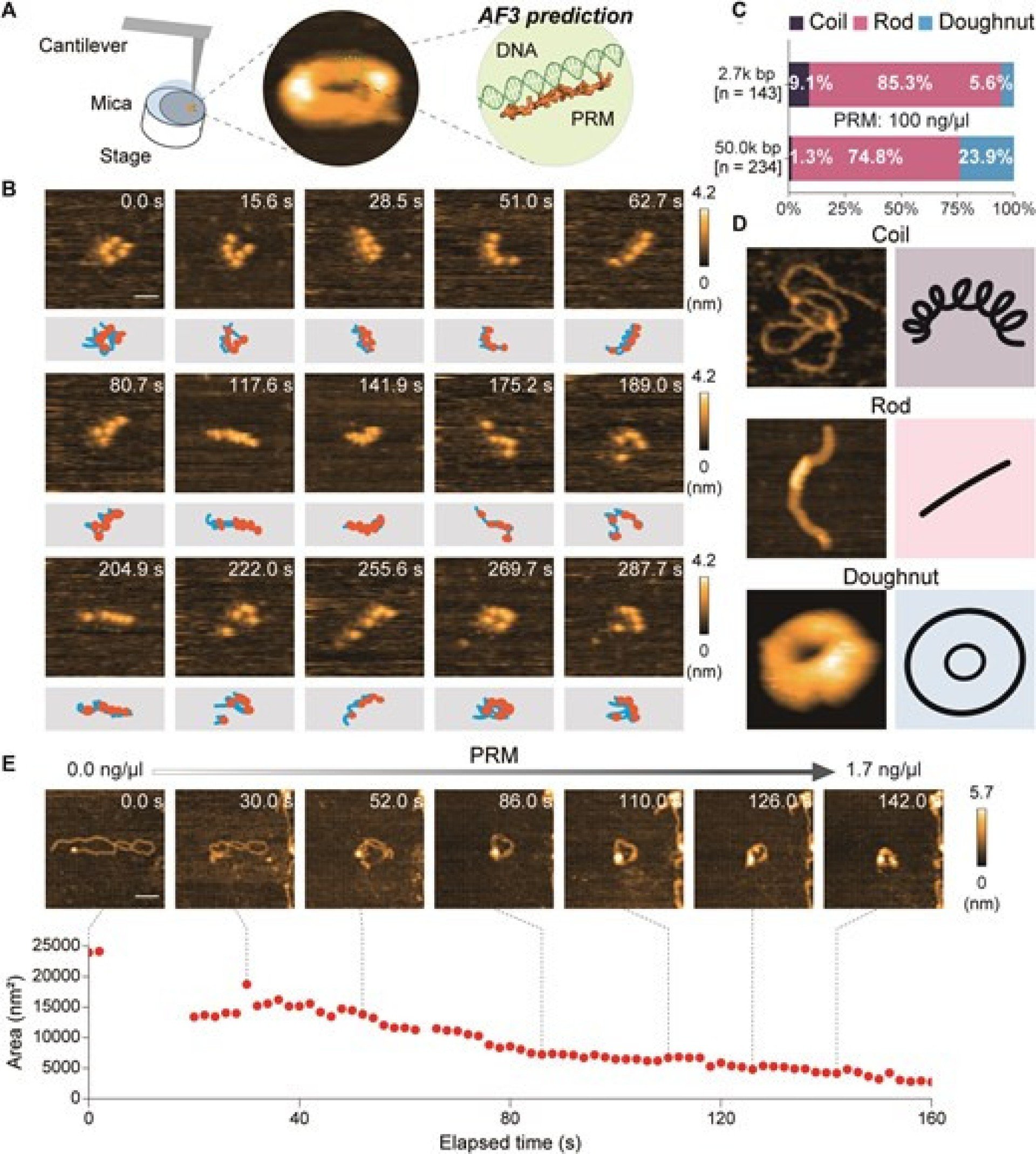 Imagens de condensação de DNA em espermatozoides, realizadas por meio de microscopia de força atômica de alta velocidade (HS-AFM)