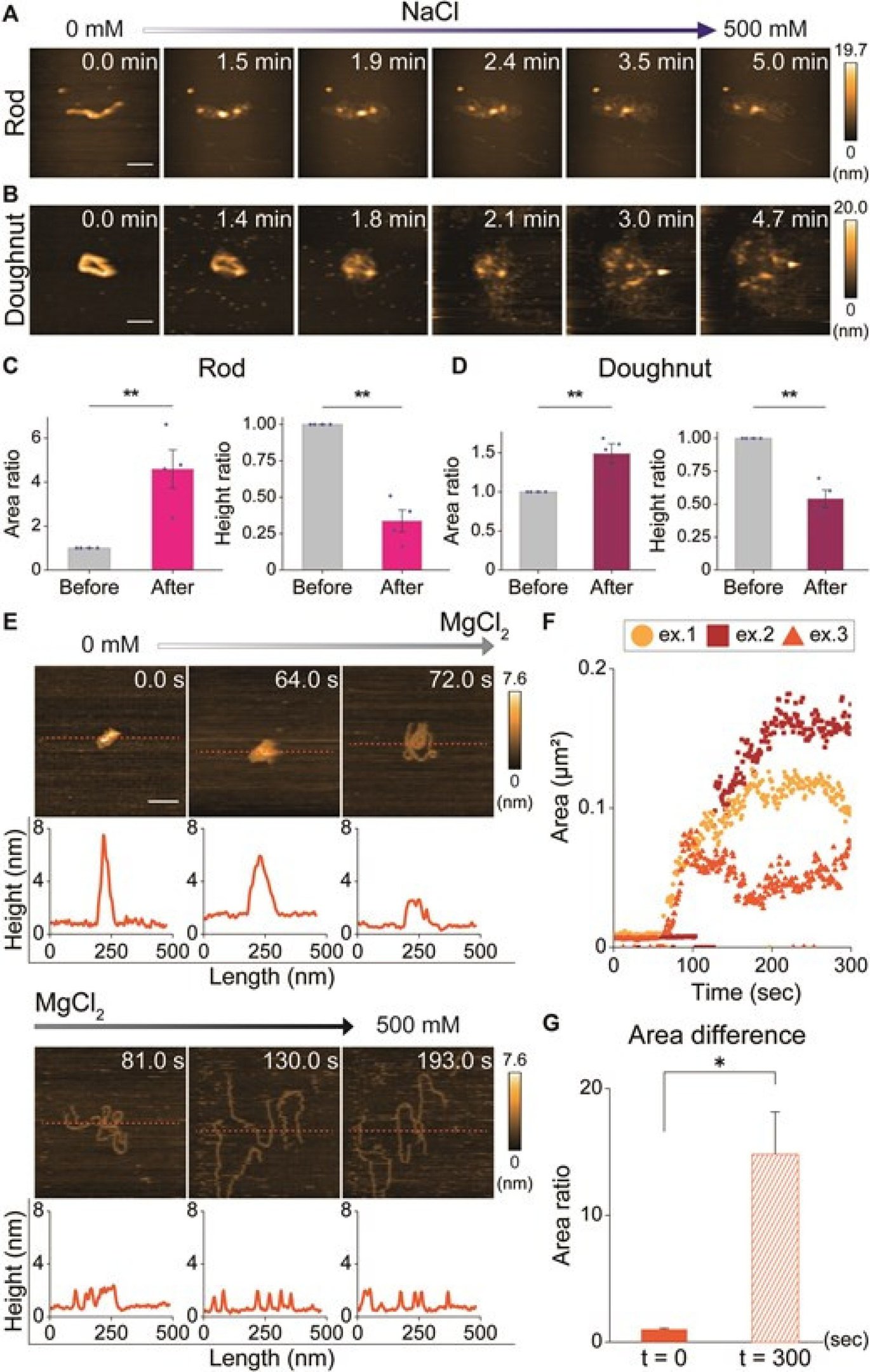 Imagens de condensação de DNA em espermatozoides, realizadas por meio de microscopia de força atômica de alta velocidade (HS-AFM)